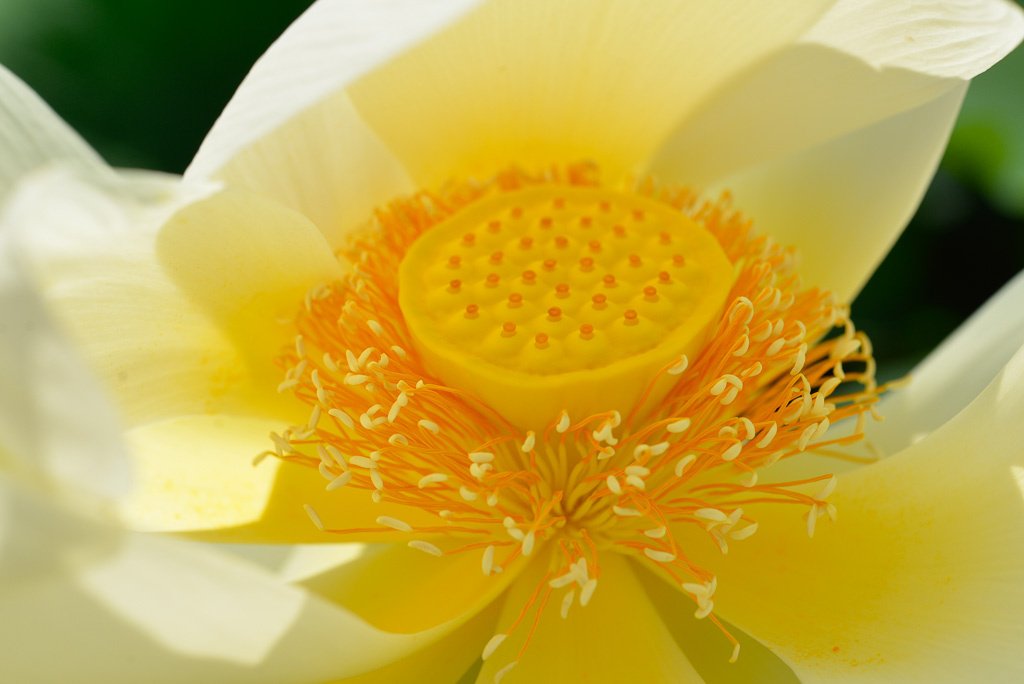 Garten Schloss Trautmansdorf, Meran I, 26. Juli 2013 schobinger.org/2018/10/25/gar…