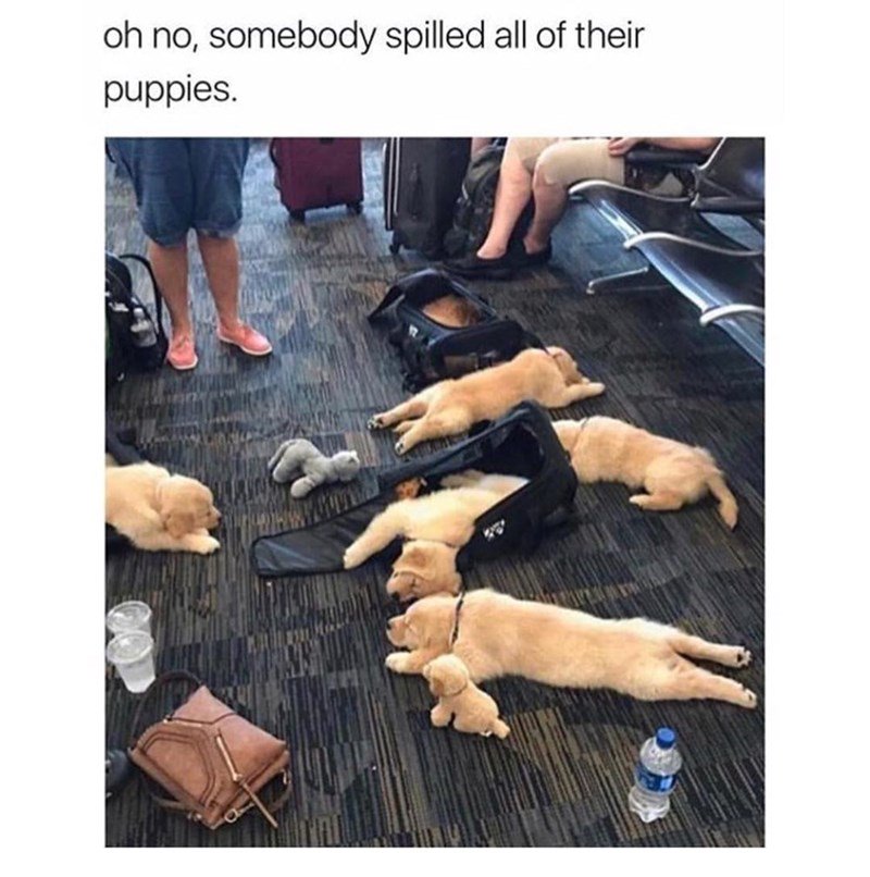 totallydriven's tweet image. Let me help you clean up this mess right away! No really, I insist..
😊😊😊
BOOK YOUR RIDE TO THE AIRPORT
TotallyDriven.co.uk
Use code OCTOBER15 for 15% OFF
[Offer Ending Soon]
#Airport #AirportTransfer #London #LondonAirport #LondonTaxi #Taxi #Meme #Puppy #Puppies