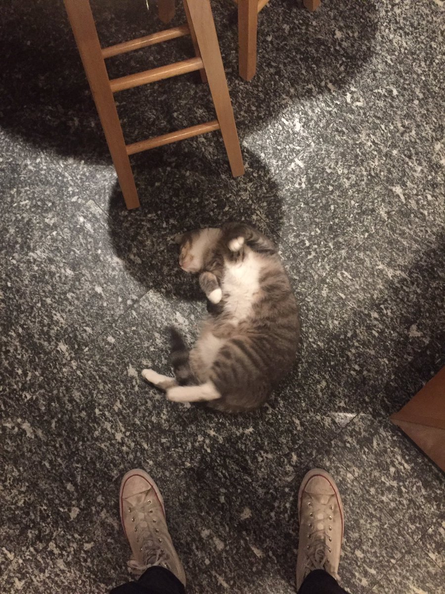 akuratsula's tweet photo. the only pro of having to wake up at 5:45am every morning is getting the cats all to yourself https://t.co/v9zwe80vCv