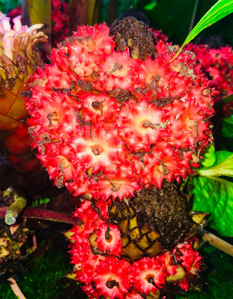 Chris Thorogood tweet media