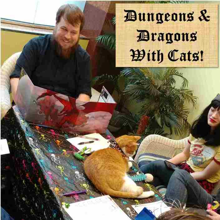 charmcatcafe's tweet photo. Sunday, October 28, Dungeons &amp; Dragons with Cats. Only $8.  Call to reserve your seat at the table!  972-315-2287 https://t.co/BrWKyweTQ5