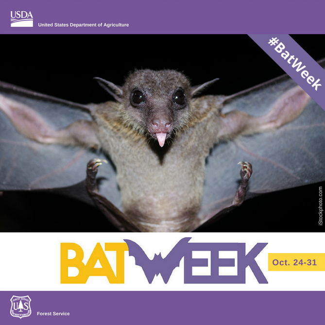 FS_Region1's tweet photo. We hope you learned a few new cool facts about #bats during #BatWeek2018. They are hard working little pollinators and mosquito eaters! https://t.co/8Uh9Aiq2cQ