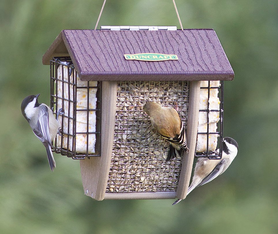 Duncraft On Twitter Serve Suet Attract Birds Shop The 4499