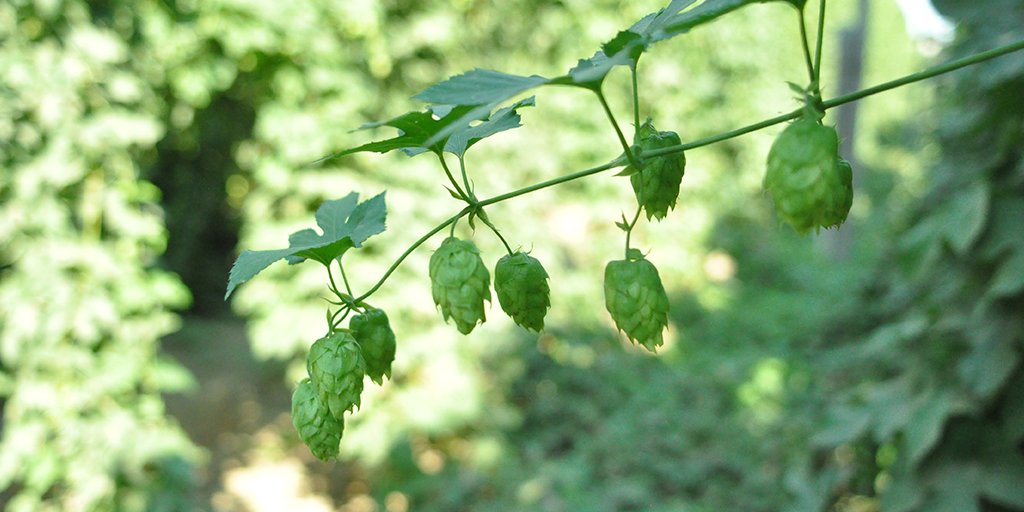 How to read #hop grower codes. ow.ly/FTyN30m3oEl #beerbiz