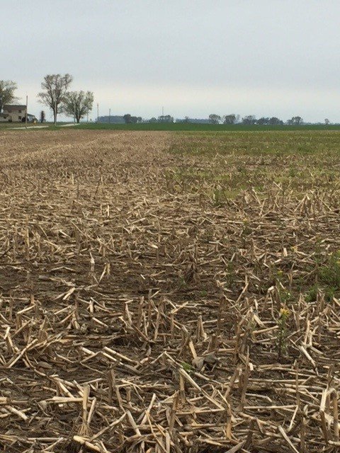 NovusAg's tweet photo. Manage Weeds Starting…Now https://t.co/Tcwg4PrbIW https://t.co/vphG9n5j6j