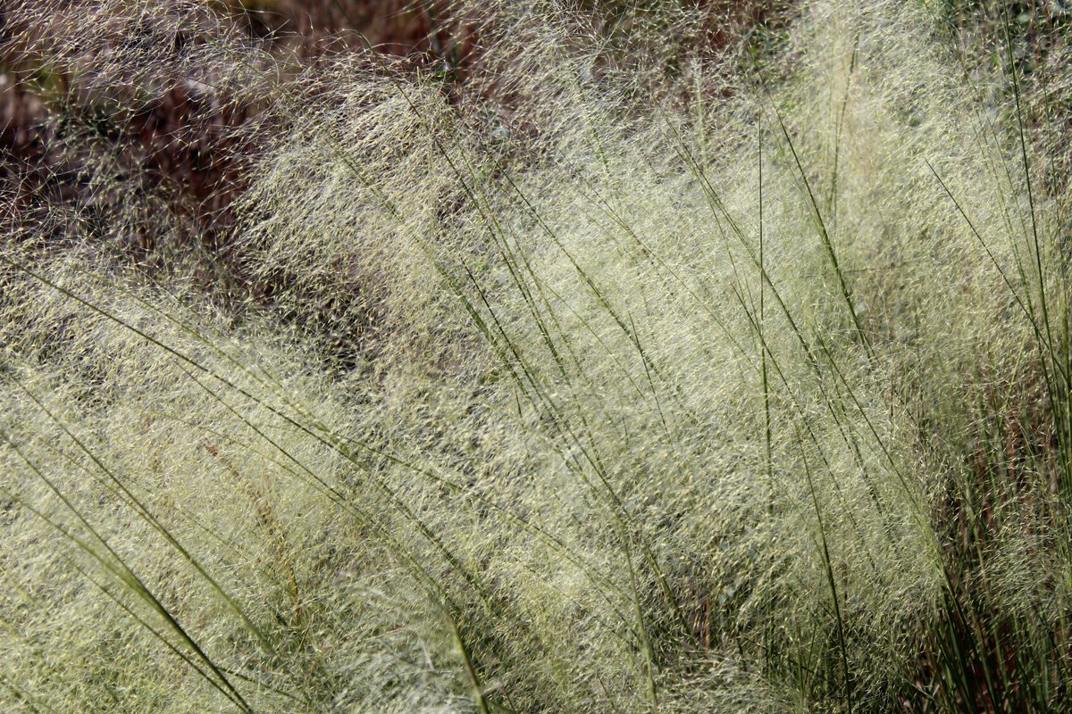 GrassSolutions's tweet photo. We love how Muhlenbergia capillaris 'White Cloud' is shining in our EcoGarden here at the nursery. Which Muhlenbergia cultivar is your favorite? #HoffmanNursery #WeGrowGoodGrass #Muhlenbergia https://t.co/ArWKHpPqXd