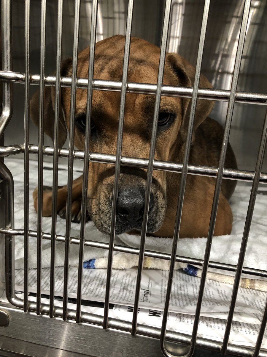 CraigLucie's tweet photo. An anonymous donor has paid for all adoptions this Saturday at the Fulton County Animal Shelter. They need homes. @wsbtv PICS -> https://t.co/x383omn1R9