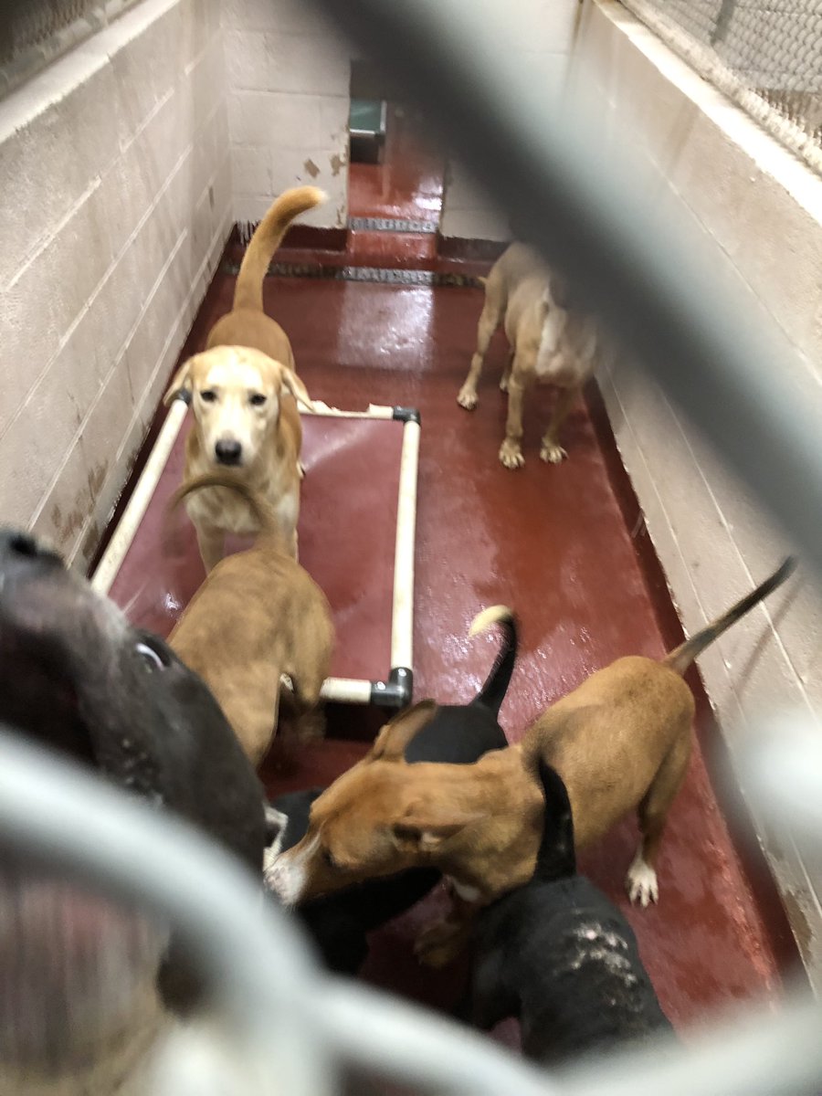 CraigLucie's tweet photo. An anonymous donor has paid for all adoptions this Saturday at the Fulton County Animal Shelter. They need homes. @wsbtv PICS -> https://t.co/x383omn1R9
