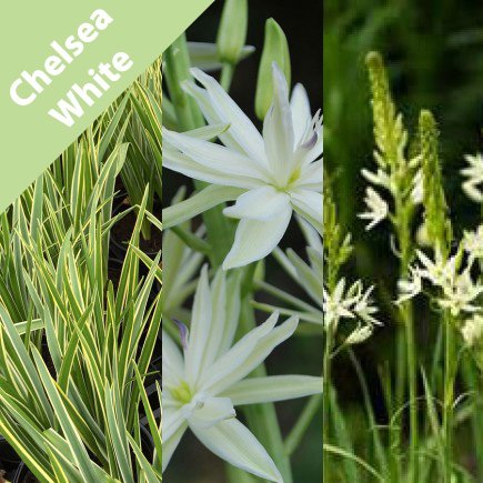 harespring's tweet photo. Last chance to order our White Chelsea Collection of Camassia bulbs.  
Follow the link to purchase. 
https://t.co/az2G19YUjq #Camassia #bulbs #online #RHSChelsea #ChelseaCollection #Chelsea https://t.co/0aQMdC0ofr