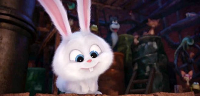 Snowball Bunny Hd Wallpapers Labzada Wallpaper