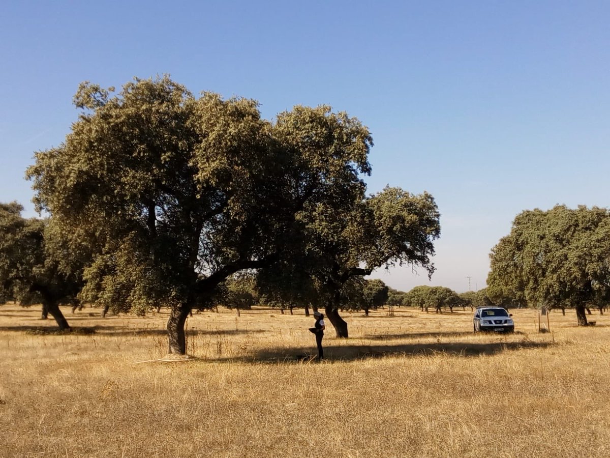 SynerTGE's tweet photo. Collaborative field campaign between @indehesa (UEx), @maxplanckpress, @CeamFundacion, Speclab-@CSIC for structural measurements of tree canopy at Majadas research station. https://t.co/Y45y5Lkdu2