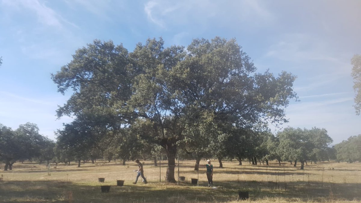 SynerTGE's tweet photo. Collaborative field campaign between @indehesa (UEx), @maxplanckpress, @CeamFundacion, Speclab-@CSIC for structural measurements of tree canopy at Majadas research station. https://t.co/Y45y5Lkdu2