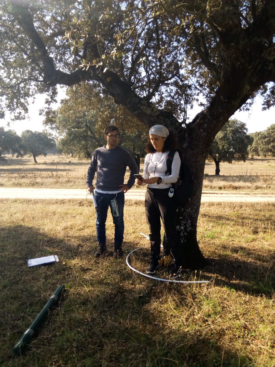 SynerTGE's tweet photo. Collaborative field campaign between @indehesa (UEx), @maxplanckpress, @CeamFundacion, Speclab-@CSIC for structural measurements of tree canopy at Majadas research station. https://t.co/Y45y5Lkdu2