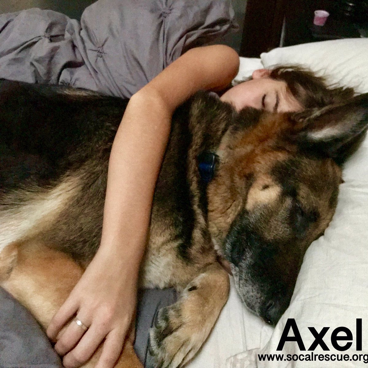 Happy Thursday morning our friends. Axel sure had a lovely morning cuddling in bed with his little girl. 

#scgsr #socalrescues
