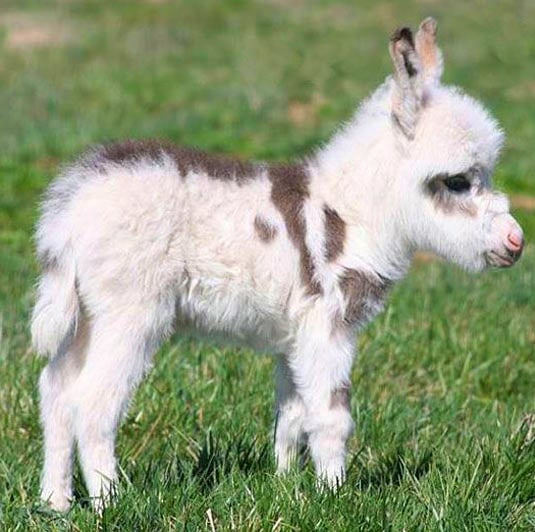 The best way to start the day is to look at this baby donkey and think isn't life great that something this damn cute exists