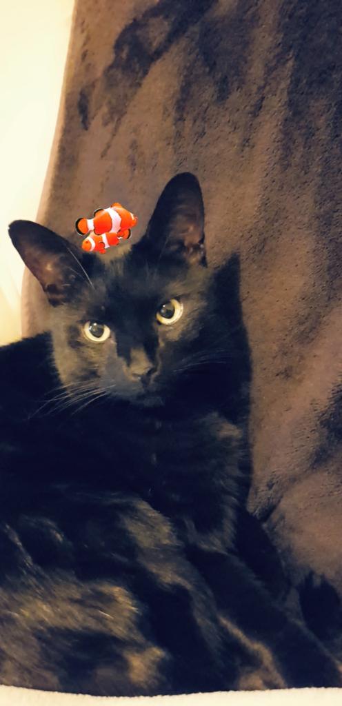 JadeRedmile's tweet photo. @MyPet_ITVShiver I'm desperate for my boy to see one of your vets. He sprays all over my house I've exhausted all my usual vets suggestions https://t.co/GU3rB0MF1V