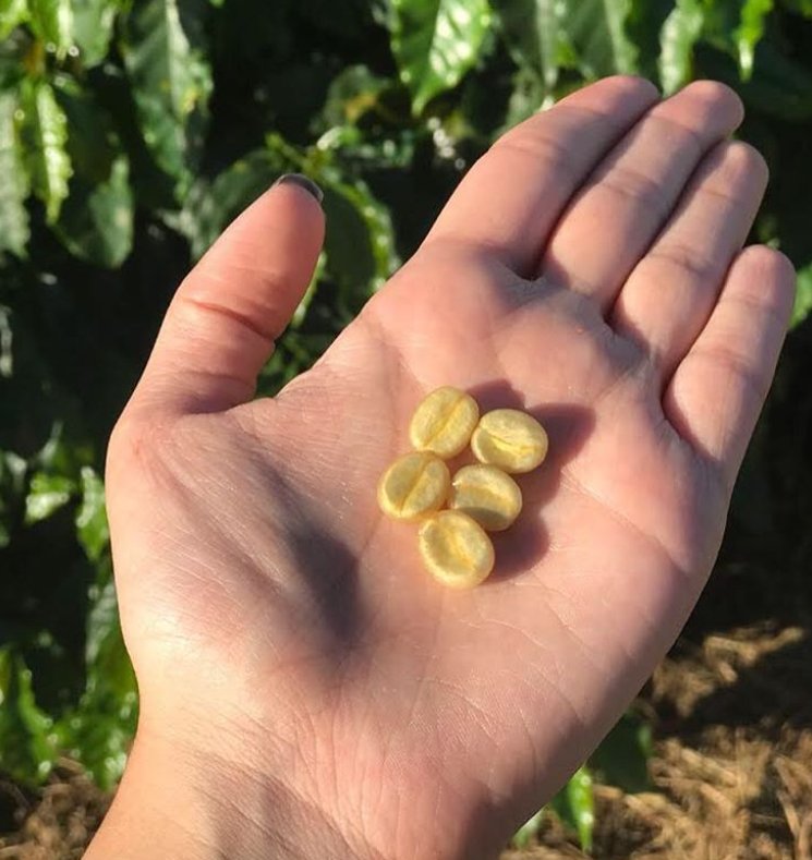 ThetaRidge's tweet photo. Coffee cherries are edible and very sweet. The pulp and outer skin are full of caffeine! 📷minisulcoffees
☕
☕
☕
#thetaridgecoffee #coffee #coffeeroasters #roasting #coffeeroaster #coffeeroasters #coffeeroast #coffeelovers #specialtycoffee #coffeeroastery  #coffeeconchicago https://t.co/5ZPz6MZ1U8