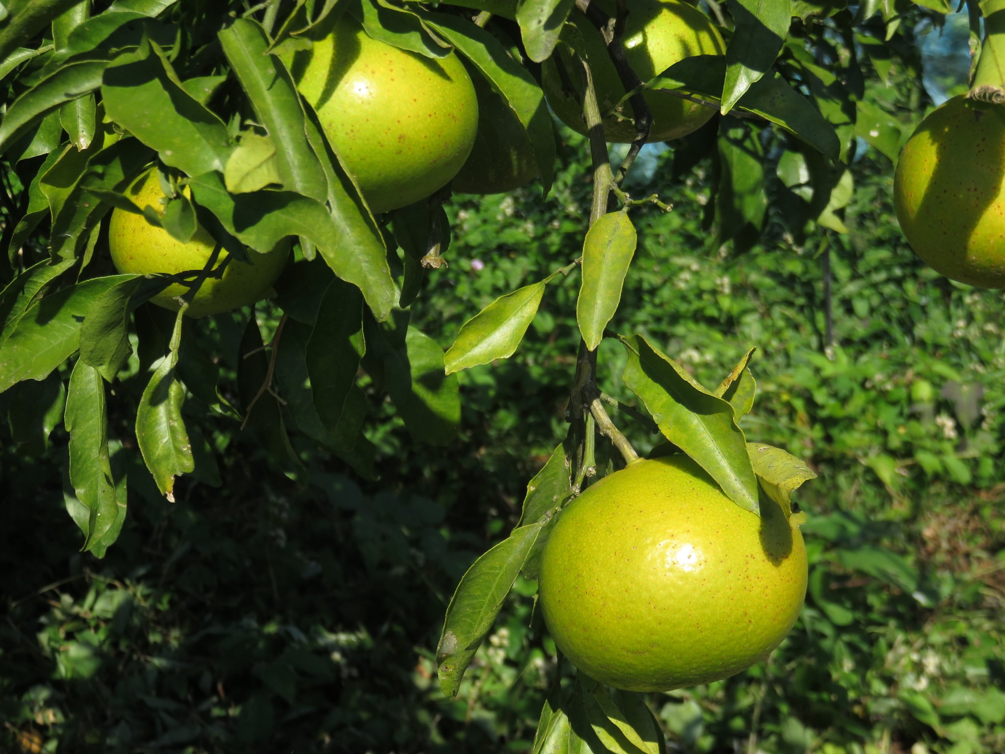 光自然農法園 青島みかん の隣の畑の清見オレンジ も全体的に黄色く色がつき始めていますよ 今年も果汁タップリ の美味しい実になっておくれよ 光自然農法園 天草 下浦 自然農法 自然栽培 無農薬 青島みかん 清見オレンジ 清見 みかん