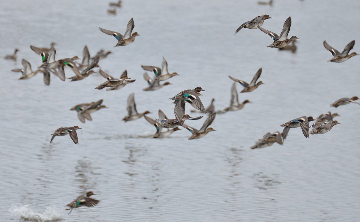 #Teal #Duck in flight from Tower Hide @RSPBStrumpshaw #Fen this afternoon @RSPBintheEast @RSPBNorwich @Natures_Voice @thewildoutside @_BTO #wildlifephotography #NaturePhotography #naturelovers