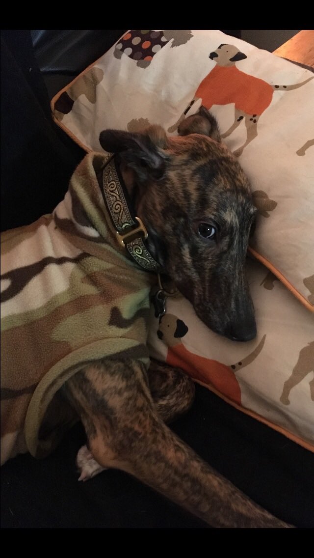 ZaraGreyhound's tweet photo. @doliva9107 @pocusdorcus Me a poser? #Totallyam 😎 https://t.co/PjQEnlvTys