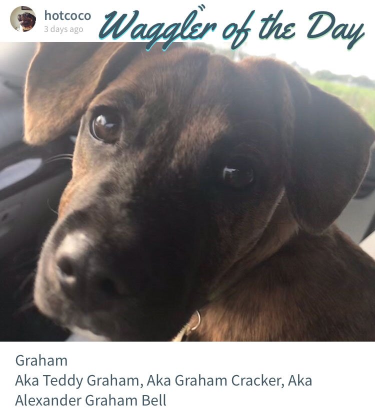 We've never met a pupper that didn't have AT LEAST a pawful of nicknames like Graham the heckin' cutie pie over here.

Want your pet to be featured on Waggle's social media? Share some cute photos on our app: bit.ly/wagglingapp

#dogs #puppies #pets #cute #furbaby #love