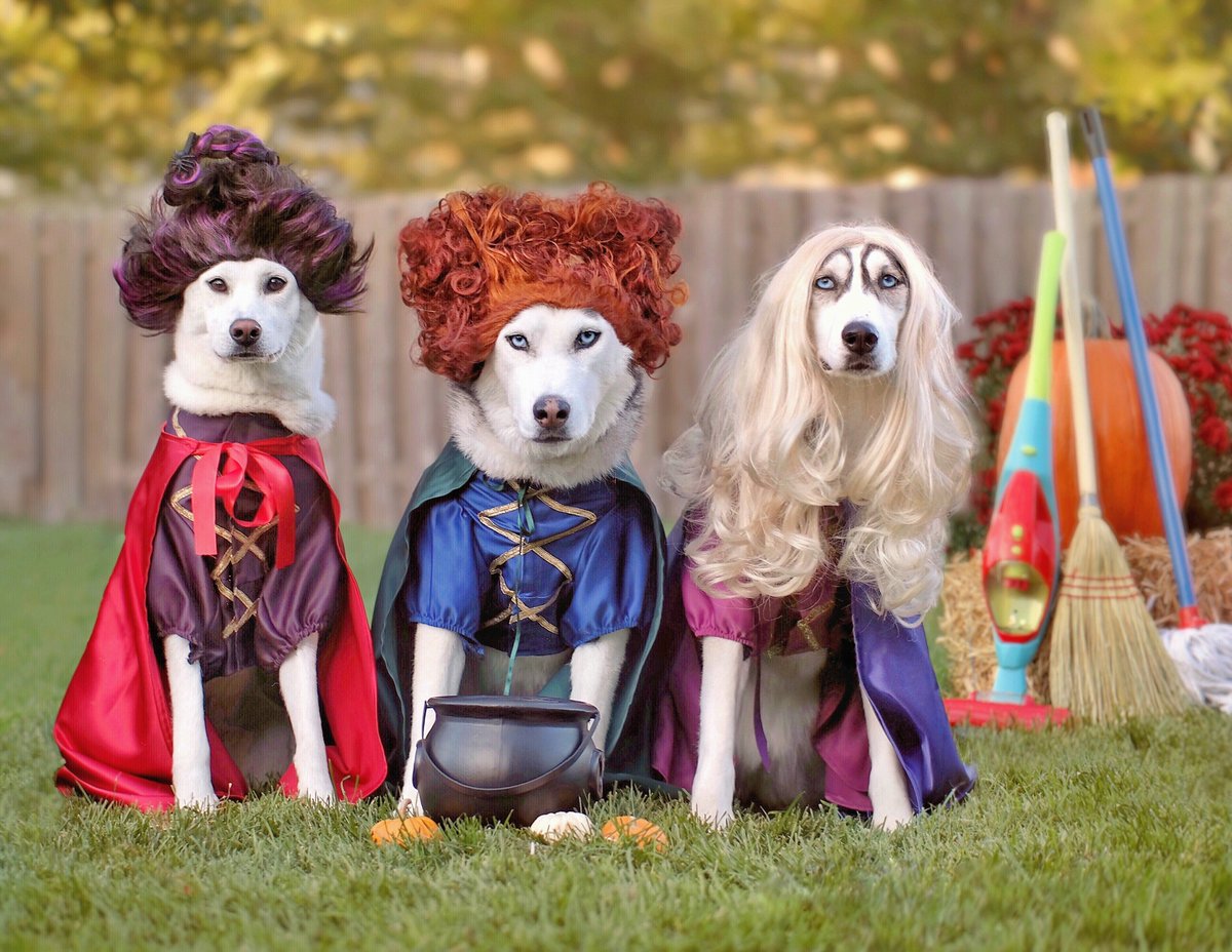 2Husketeers's tweet image. Nika, Kira, and Hoya
Hocus Pocus
#blogpawshalloween