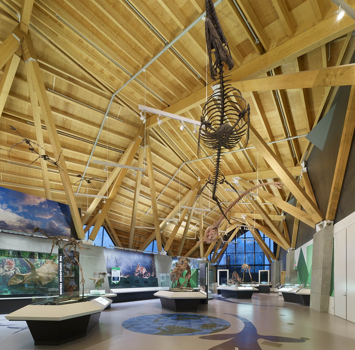 StructureCraft's tweet image. On this #tbt, we look at one of our favourite #complexgeometry structures, the @CurrieMuseum. Exposed timber beams & struts, all designed as a metaphorical reference to the dinosaur bones that populate the #museum bit.ly/dinosaur-museum #timberengineer #timberdesign @TeepleArch