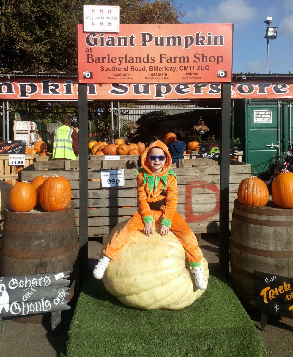 SharanAdlem's tweet photo. Fun time picking our pumpkins π at Barleylands Farm shop basildon #bfgiantpumpkin #barleylands #barleylandsfarmshop @BarleylandsShop #pumpkin @snoozlessnow #pickingpumpkins https://t.co/kBp8J6TqEw
