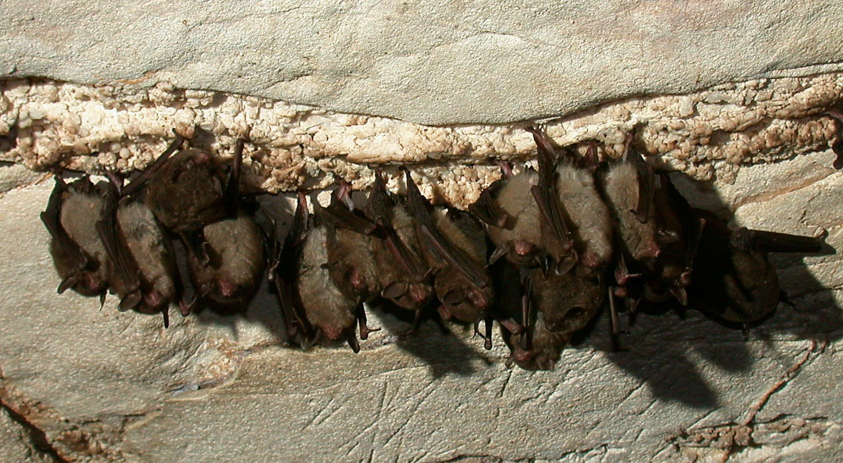 Mammoth Cave NP sur Twitter : Mammoth Cave NP sur Twitter :