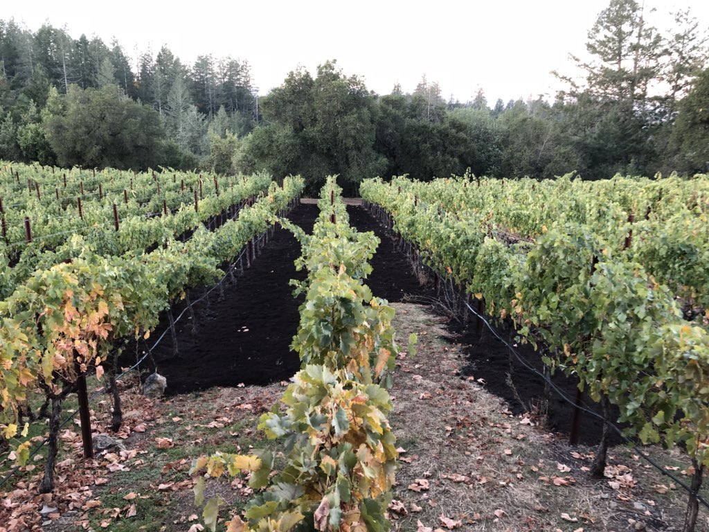 Thick layer of compost to promote soil microorganisms! Part of our Sustainability. #AboveTheFog #NapaHarvest #Merlot #HowellMountain