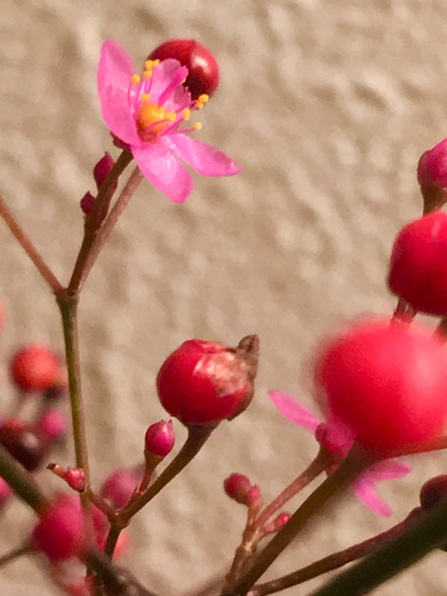 朝ジョグちゃん 赤い小さな つぶつぶの実が可愛いサンジソウ 午後3時に花咲くそうです 先日 15時に出会えました サンジソウ 身近な美しい花 自然からの贈り物 野花 飾らない自然の美しさ T Co 5u6m6m6wxq Twitter