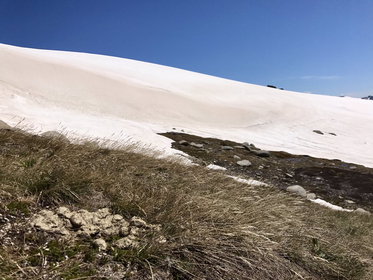 Dear #NSWStateGov, there's a big pile of horse poo right next to a critically endangered snowpatch herbfield at 2090m asl that you should probably go pick up #NSWParks #savekosci #austalps