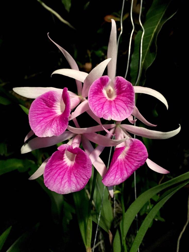 The Bc. Morning Glory seems like a must have for any #orchid collection. #musthave