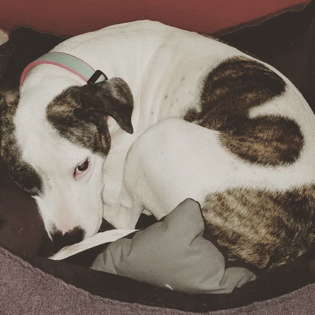 #adoptable pup Vixen - all snuggled up in the tiny bed! ❤️ #fastesttongueinthewest
#adoptme #adoreabullresq #adoptabull #pibblelove #snugglebug #dogoftheday #cincy #cincydogs #rescuedismyfavoritebreed