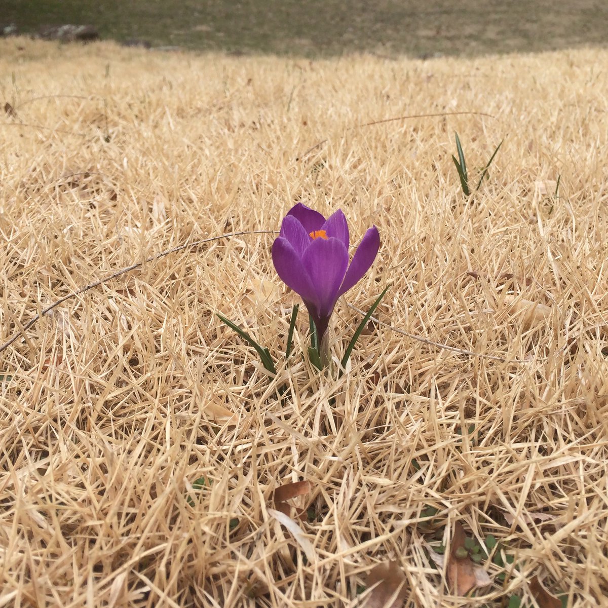 SIKTunesNJ's tweet photo. @tombreihan Check out "Killer They Send", the single from Delicate Flowers https://t.co/CrK9jNvrLY https://t.co/BtEHYUWDAu