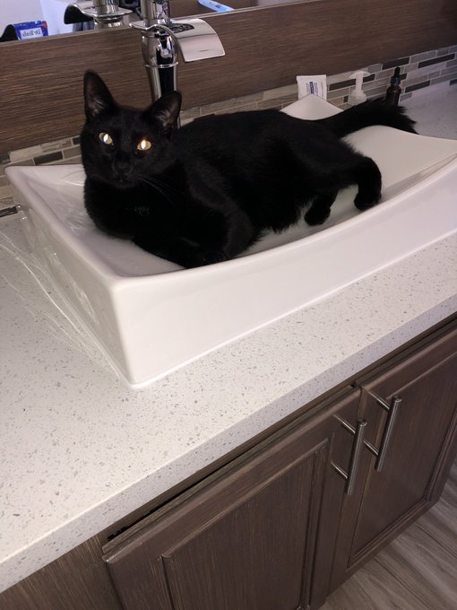 He’s used to laying in round sinks but he says this rectangle one is ok for his purposes. https://t.