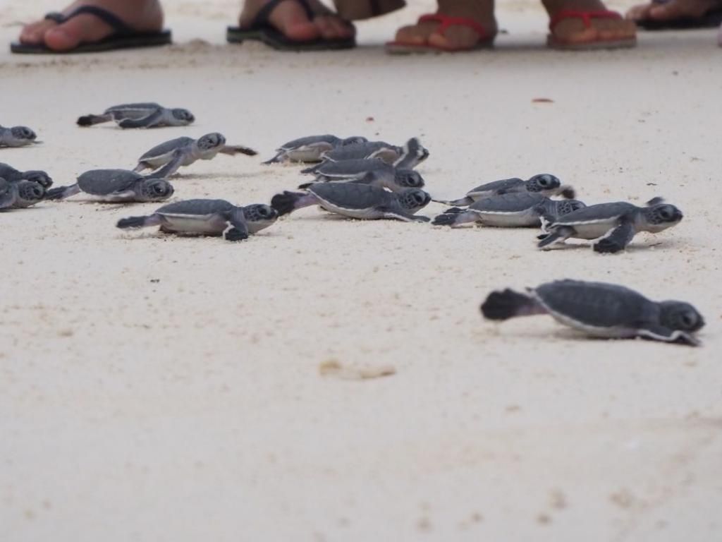 lebigtrip's tweet photo. Ever seen a sea turtle? At a turtle sanctuary you can watch the hatchlings scurry to the sea! They're so CUTE! Visiting Turtle Sanctuaries in Malaysia (and elsewhere) |  https://t.co/RduVgdiXEY @rachelruminates #seaturtles #lankayan #sabahtourism https://t.co/DN1p19KwYy