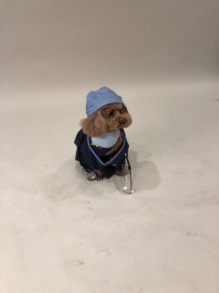 gabrielle_le_'s tweet image. the new hospital dogs are getting their pictures taken and