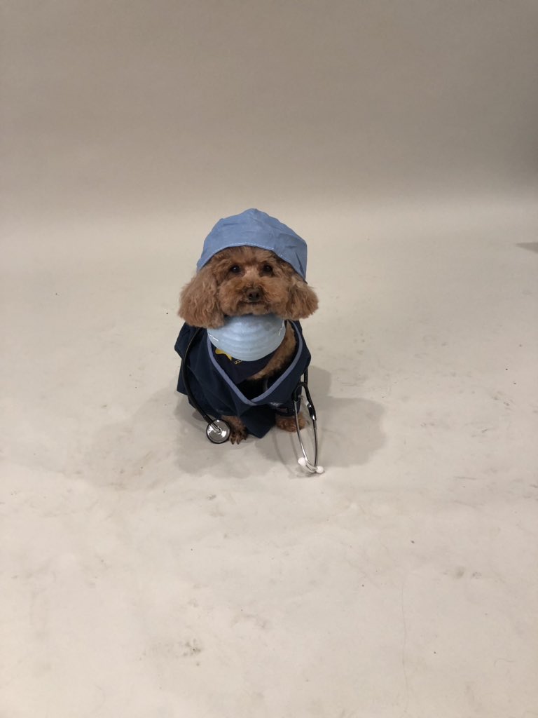 gabrielle_le_'s tweet image. the new hospital dogs are getting their pictures taken and