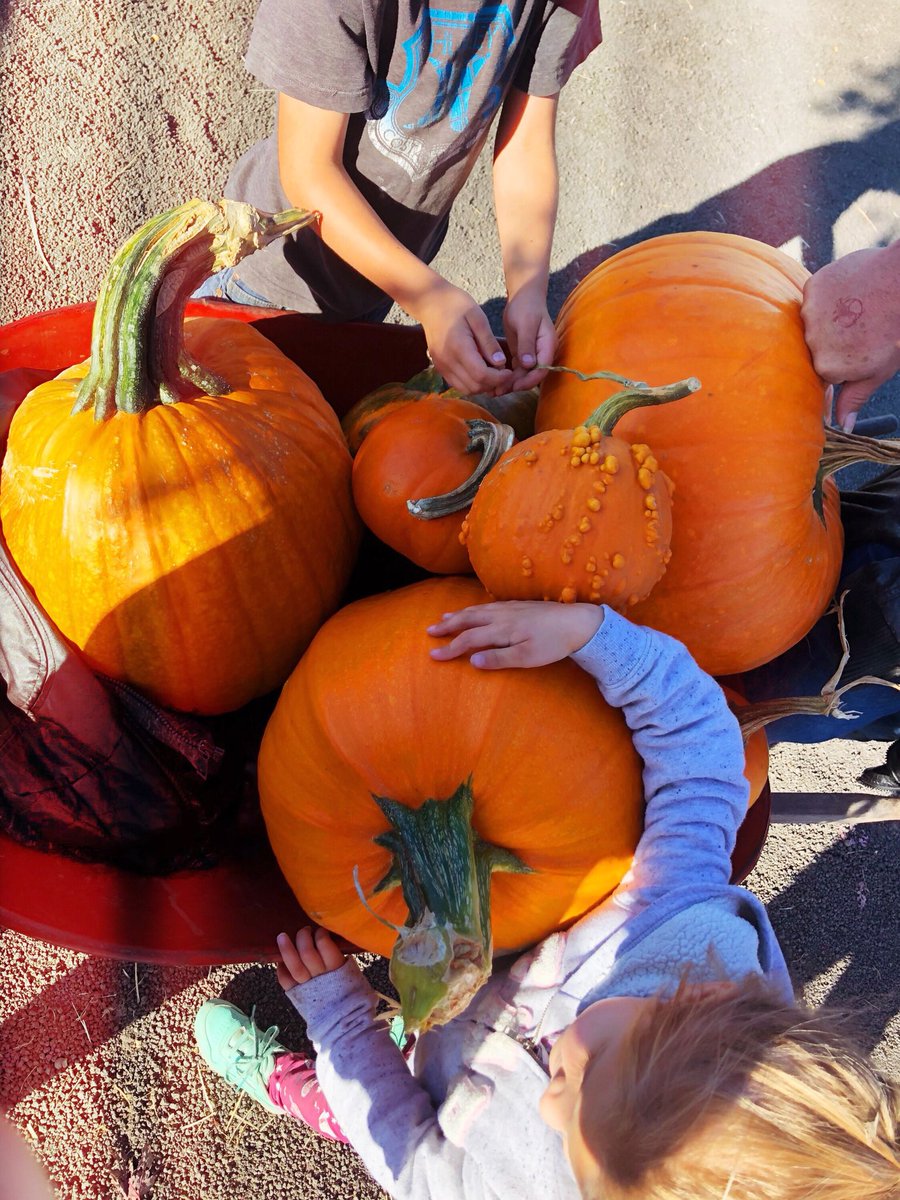 jackistonemusic's tweet photo. It’s that time of the year again, and we found our perfect pumpkins! 🎃What do y’all look for when picking out your perfect pumpkins?? Personally, I always go for the odd-balls 😂

#Halloween #pumpkinseason #pumpkinlove #autumn #fall https://t.co/cSwuKgzbh9