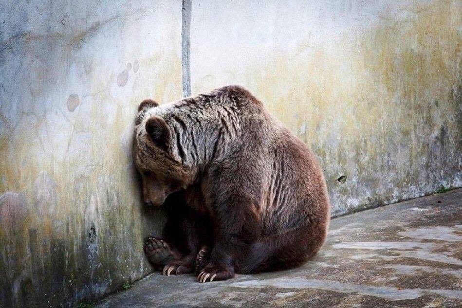 xibseb's tweet photo. « Le jour où les humains comprendront qu’une pensée sans langage existe chez les animaux, nous mourrons de honte de les avoir enfermés dans les zoos et de les avoir humiliés par nos rires » https://t.co/OK1cvbraLW