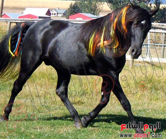 Horse hair. Фриз гнедой масти. Фризская лошадь гнедая. Андалузская лошадь гнедая. Фризская лошадь масти.