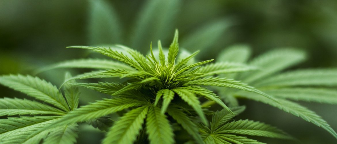 faircanorg's tweet photo. Marijuana – The New Elixir For Treating Autism? | Autism In World https://t.co/Er0QbPC25B https://t.co/7rqtkWvXIn