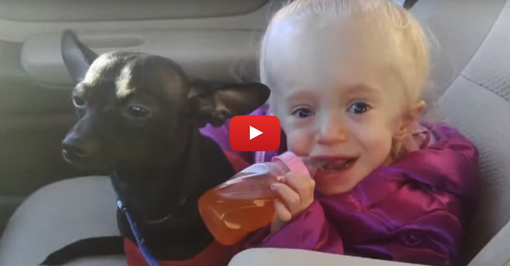 EntirelyPets's tweet image. What better life for a shelter #dog than to become the guardian of his own little angel! - bit.ly/1WjFlFT