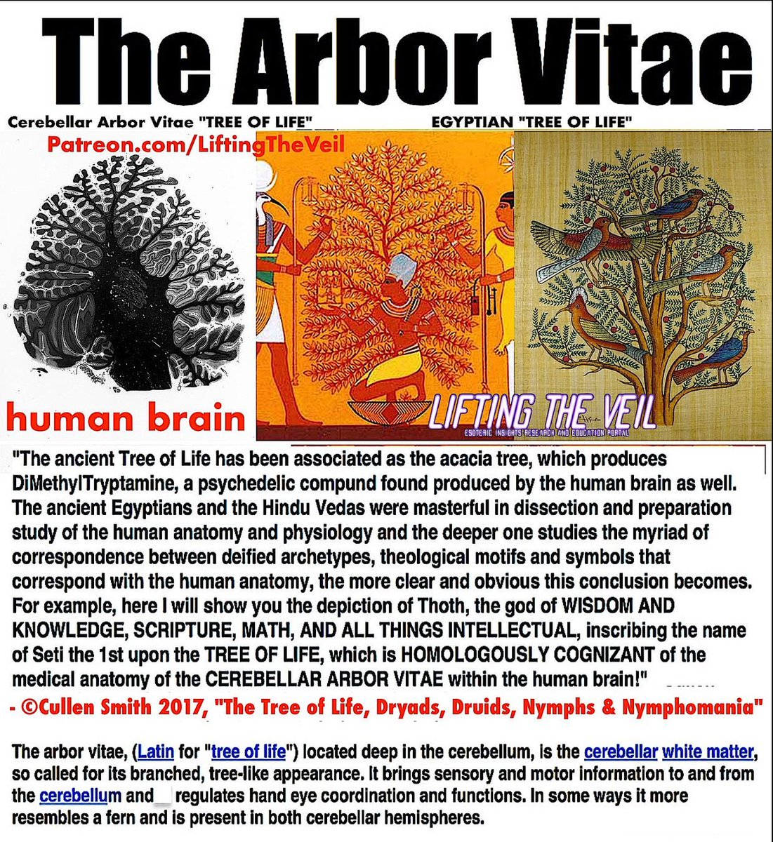 Cerebellum Arbor Vitae - Tree of Life. #Akashic  #Acacia  #Akasha  #Cerebellum