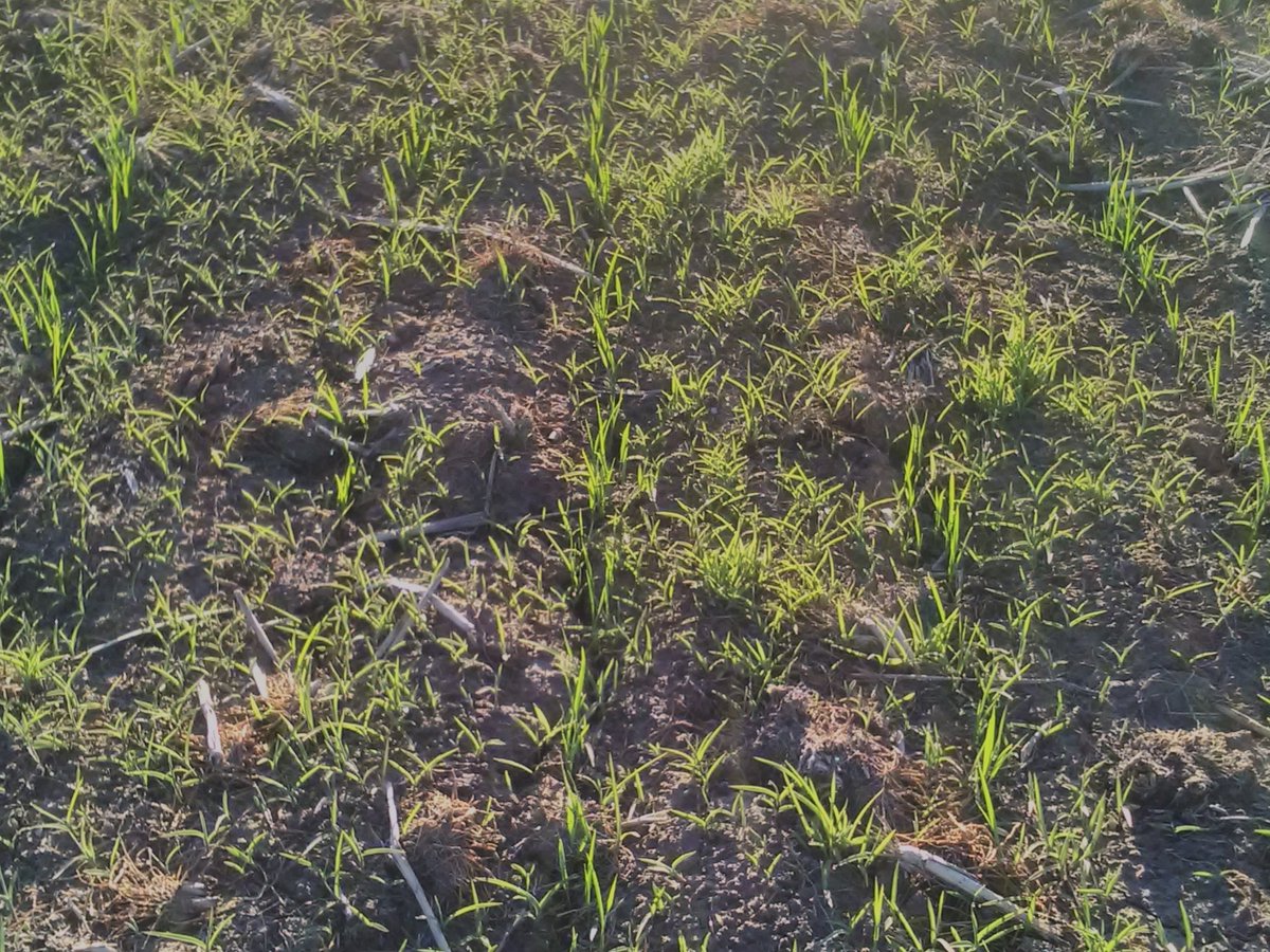 Bencrump12's tweet photo. Gramoxone, stomp, magister timing is too hard and knocks the rice around. I know what is harder.  @RiceExtension @YPCAgronomy https://t.co/tSRuJkEzZG
