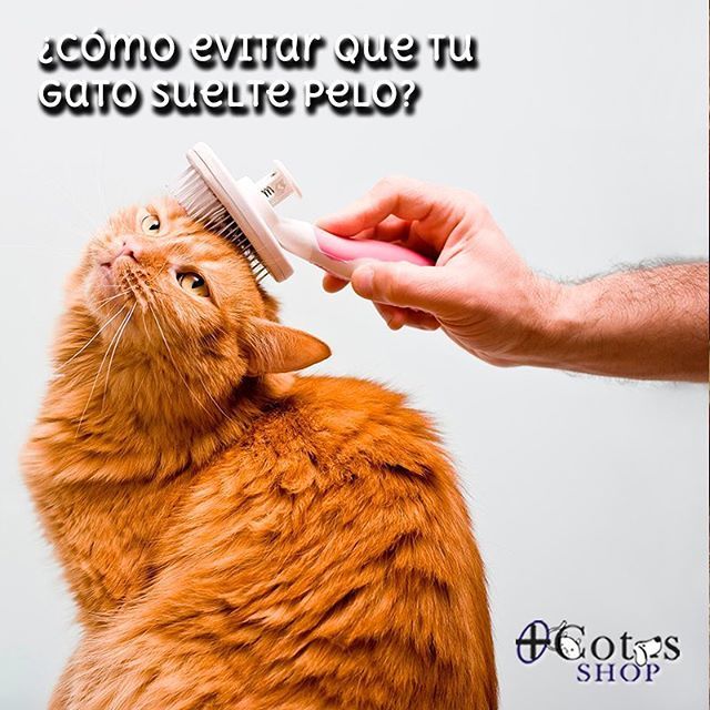 El cepillado diario es una forma muy efectiva para evitar que nuestros gatos llenen las casas de pelos y sin duda uno de los mejores trucos para evitar que mi gato suelte mucho pelo.
.
El cepillado cotidiano es una rutina a la que debéis acostumbraros tú… ift.tt/2EFAvl8