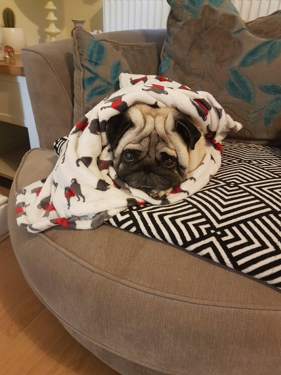 gordyfry's tweet photo. Snug as a bug in a pug blanket 😂🤣 ❤ https://t.co/EXMwjH1ohs