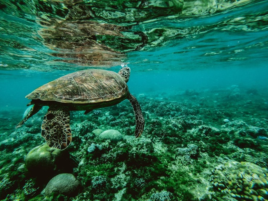 SB_Traveller's tweet photo. Who wants to go swimming with the  turtles on their next trip? 🌟 Did you know that turtles date back to the time of the dinosaurs, over 200 million years ago! 🐢
.
.

.
#travel #turtletrips #swimming #fiji #turtledive #travelfocused #instatravel #tourism #instago #passportready https://t.co/9I1w8h2TpH