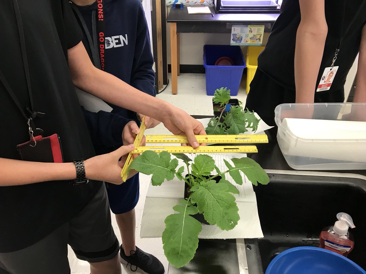 MrsHeatherTully's tweet photo. Measuring growth before harvest. Our wasabi mustard was huge! @GrowBeyondEarth @DonEstridgeHTMS https://t.co/Ro7IHQuQBZ